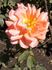 Victor Borge rose photo