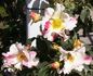 Soaring Spirits ™ rose photo
