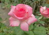 Enchanted rose photo