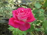 Lobo rose photo