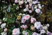 Rita Sammons rose photo