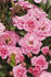 Riverdance rose photo