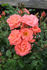 Alfresco rose photo