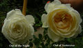 Out of Yesteryear rose photo