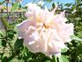 Amazone rose photo