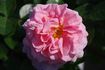 Alderley Park rose photo