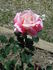 Grandpa Toni rose photo