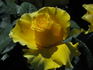Jeffrey rose photo