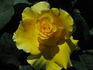 Jeffrey rose photo