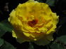 Jeffrey rose photo