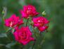 Edisto rose photo