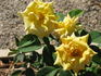 Ebby ™ rose photo