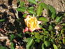 Hurricane rose photo