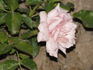 Tantarra rose photo