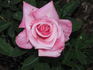 Lobo rose photo