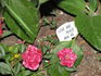 Love And Peace rose photo
