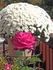 Ain't She Sweet rose photo