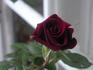 Bonne Nuit rose photo