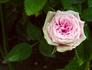 Esprit Kordana rose photo