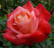 Tan Cho rose photo