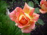 Magdeburg rose photo