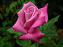 Plum Crazy rose photo