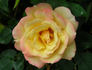 Iced Tea rose photo