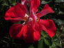Topsy Turvy ™ rose photo