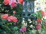 Acapulco Sunset rose photo