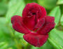 Oui rose photo
