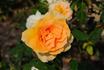 Courvoisier ® rose photo