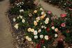 Courvoisier ® rose photo