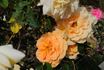 Courvoisier ® rose photo