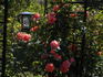 Acapulco Sunset rose photo