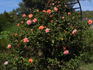 Acapulco Sunset rose photo