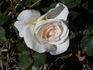 Brindabella Bouquet rose photo