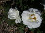 Brindabella Bouquet rose photo