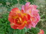 Bolshoï rose photo
