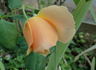 Jema rose photo