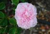 Mademoiselle Berthe Lévêque rose photo