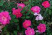 Neon Lights rose photo