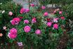Neon Lights rose photo
