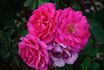 Neon Lights rose photo