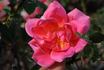 Padre rose photo