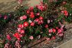 Picasso rose photo