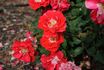 Picasso rose photo