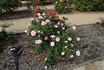 Pink Bountiful rose photo