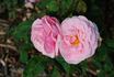 Pink Bountiful rose photo