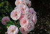 Pride of Oakland rose photo