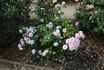 Pride of Oakland rose photo